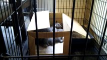 British blue shorthair kittens cute