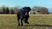 Dogs running in slow motion