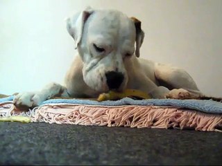 Cachorro Boxer Lara x Labrador Senna