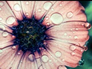 Day O' Banana Boat remix