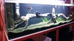 south-central american cichlid tank