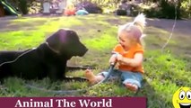 Funny Videos   Babies Laughing at Dogs   Cute dog   baby compilation  █▬█ █ ▀█▀
