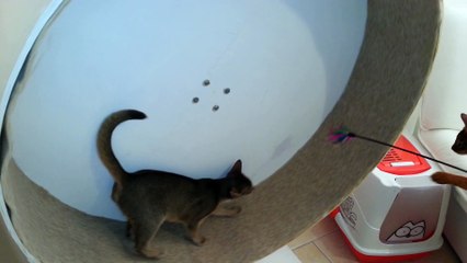 girls  and the cat wheel