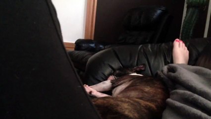 Boston Terrier snoring wakes me up