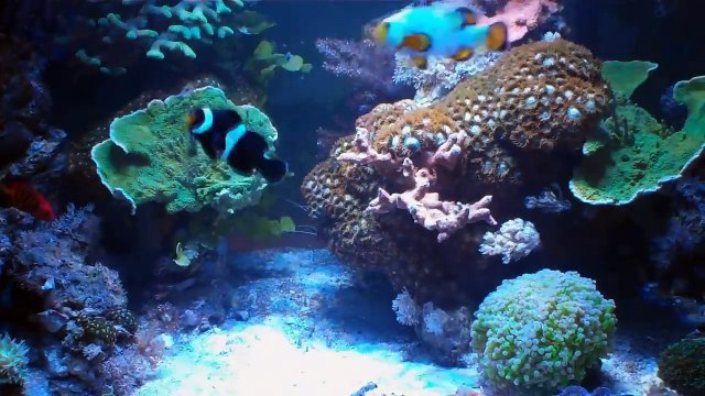 40 Gallon Reef Tank: Update 1