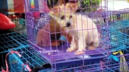 The Yulin Dog Meat Festival Begins