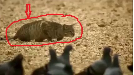 OMG!! CAT hunts Pigeon