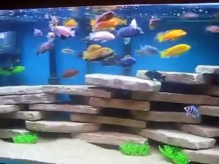" AFRICAN CICHLID COMMUNITY  '' show tank "