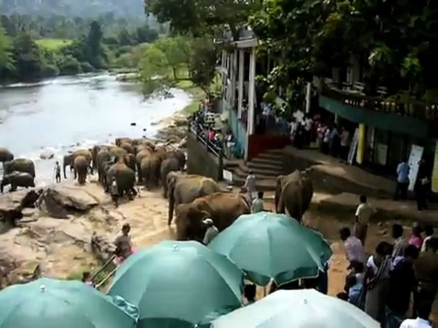 Elephant Orphanage in Sri Lanka