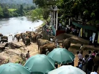 Elephant Orphanage in Sri Lanka