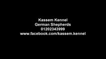 Kassem Kennel German Shepherd Dogs & Puppies Egypt