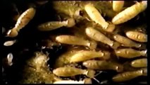 Wood vs Steel Framing: Termites