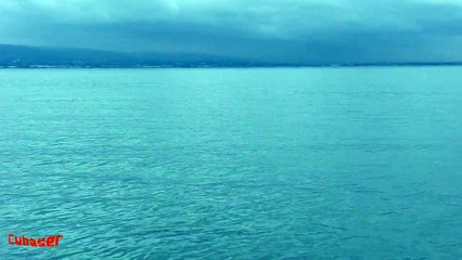 Dolphins in Dublin Bay, Ireland. 19 / 02 / 2009