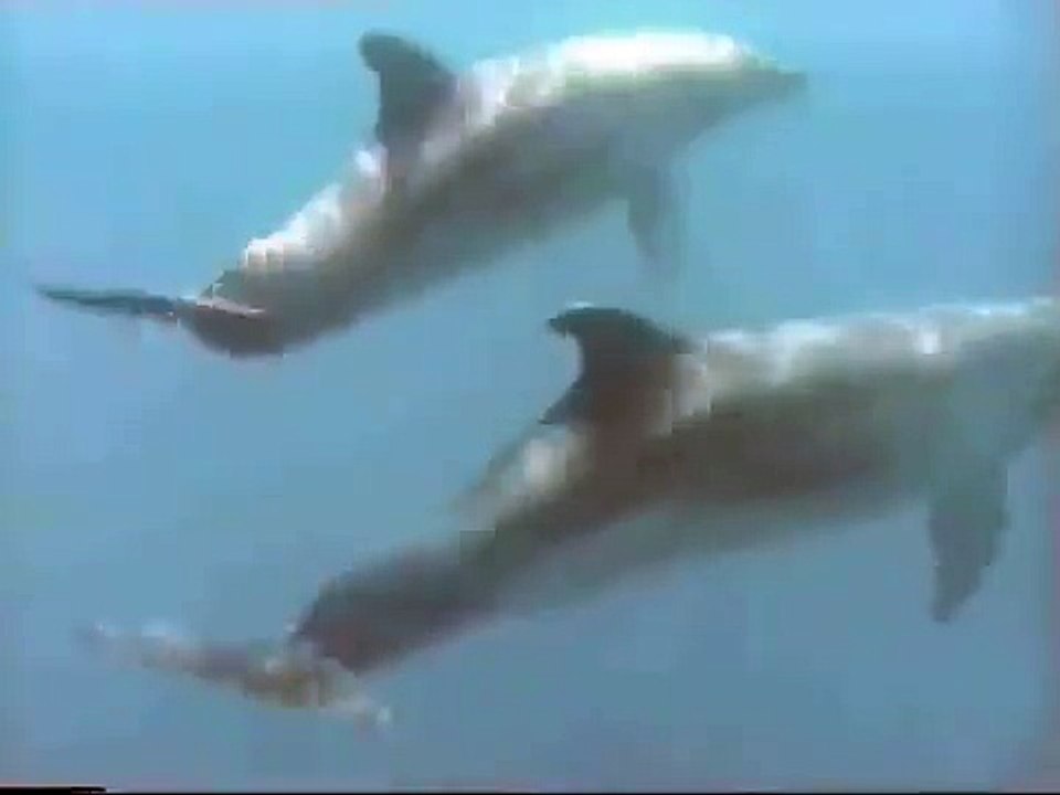 Schutzprojekt zur Rettung der letzten Adria-Delfine