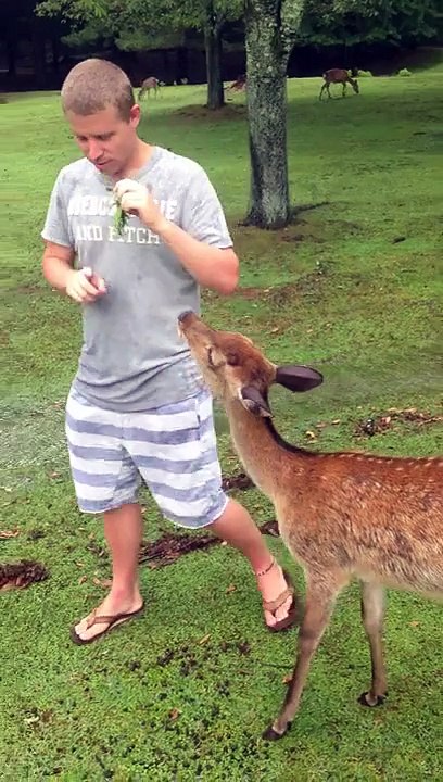 Bowing Deer in Nara