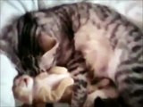 lustige Katzenvideos Mama Katze paßt auf Katzenbaby auf voll suess Videos von Katzen