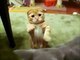 lustige Katzenvideos suesse Katze macht lustiges Kunststück voll lustig Videos von Katzen