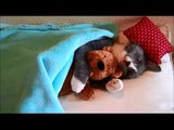 lustige Katzenvideos Katze schläft mit Teddy ein voll suess Videos von Katzen
