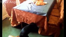 Funny Cats  Dogs Video   Funny Cat  Dog videos Compilation 2015   Funny Animal #0011