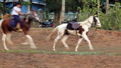 Stallion's Valley Horse Riding School kerala.Mb:09847400608