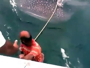 YouTube: Hombres usan tiburón ballena como tabla de surf