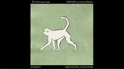 550 million years of human evolution [animation]_HIGH