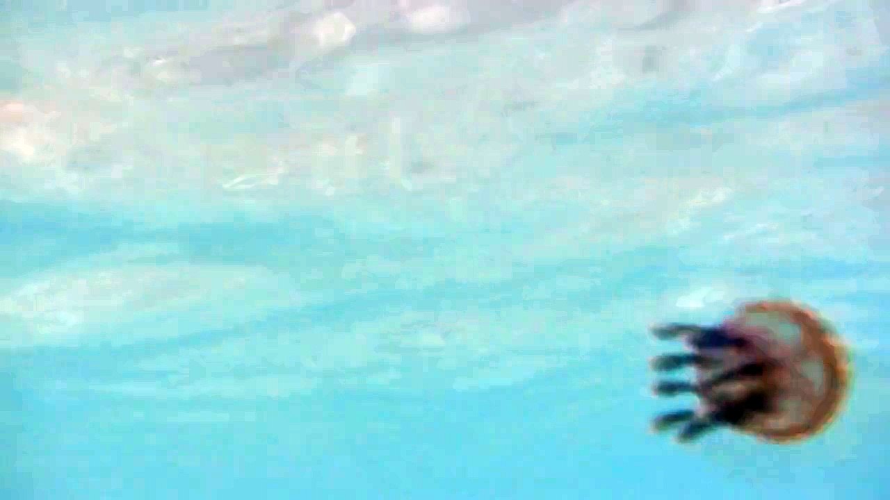 Small Jellyfish Underwater Closeup