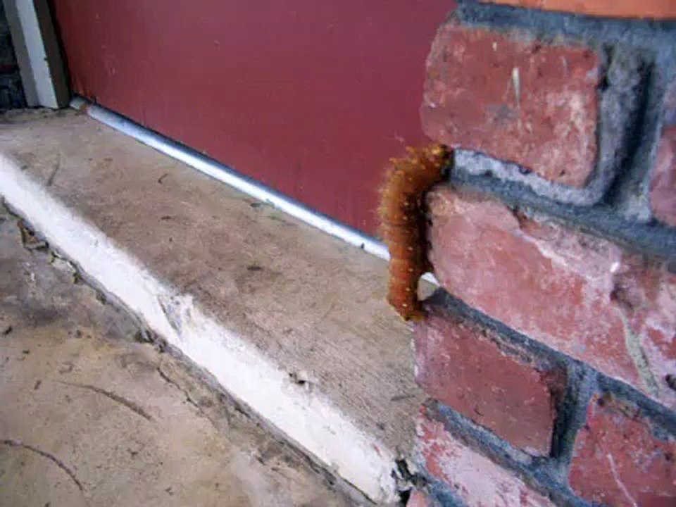 HUGE caterpillar!
