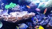 saltwater fish tank aquarium myreefliving  ( new fish sohal and anthias school)  2-20-13