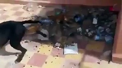 pitbul attack sall cat look whats happen مطالب بمعاقبة مراهق مغربي اعتدى على قطة بكلب ' البيتبول '