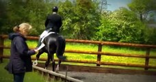 Amoureux - KWPN Dressage stallion standing at stud in Scotland UK