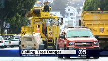 San Francisco Crews Scramble After Trees Fall During Storm