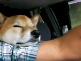 柴犬ジローと富士の旅　愛犬とドライブ