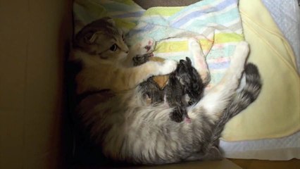 産まれたての子猫 2012  Newborn Kittens 2012