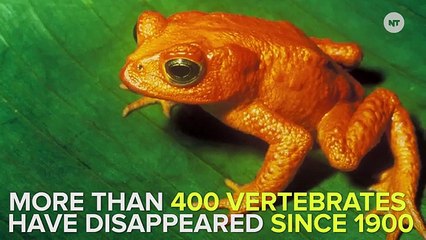 There Is Now No Doubt That We're Going Through A Mass Extinction