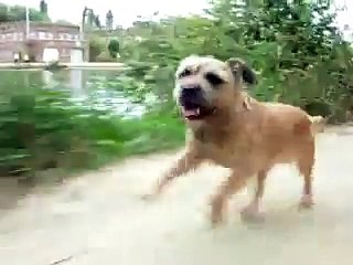 BORDER TERRIER on the run, having a GOOD TIME !!!!!