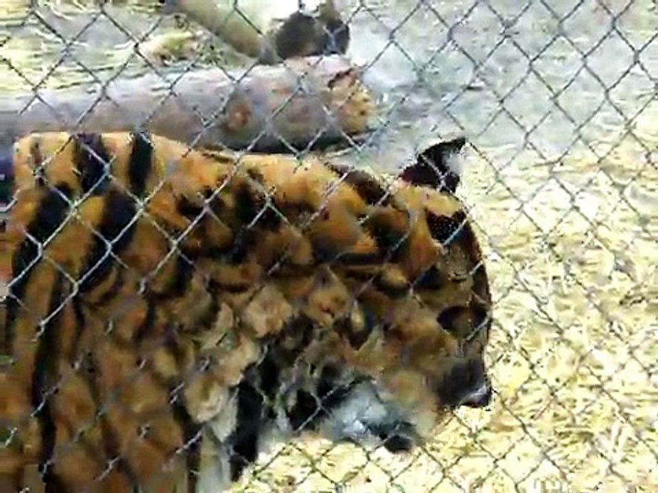 Do the Roar!!