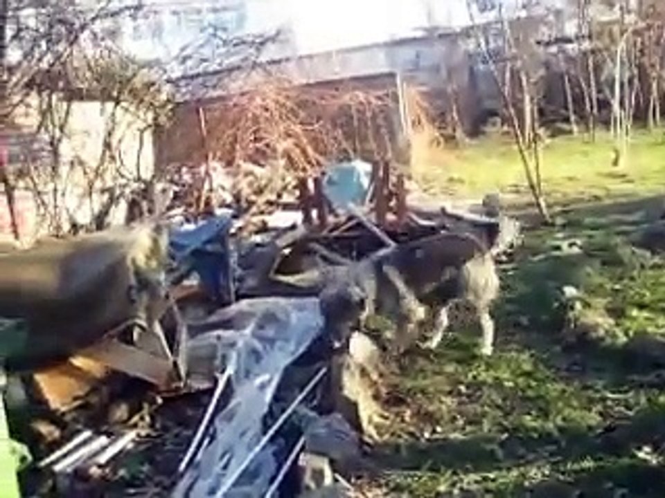 Ardan - Ciobanesc Romanesc Carpatin - 4