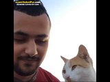 Öpücük Veren Sevimli Kedi