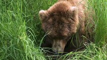 Grizzly Bears of Katmai National Park - Best Parks Ever - 4346