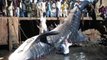 Karachi Ki History Ki Sub Sa Bari Or Dangerous Fish Pakri Gae(-Watch Shocking Video)