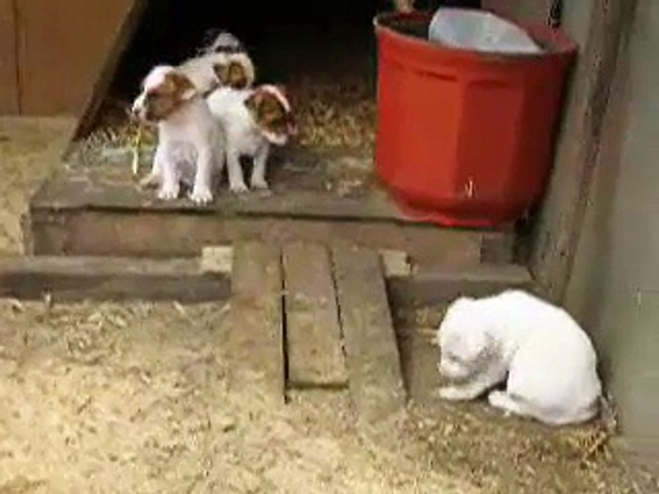 Sheriff Parson Russell Terrier and his deputies
