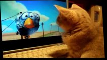 Funny Cats - Funny Animals Videos - Funny Dogs - Funny Animals Compilation 2015 - Funny Vines Cats