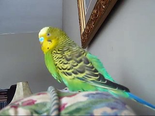 Talking Budgie