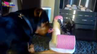 Funny baby video laughing  Funny dog compilation