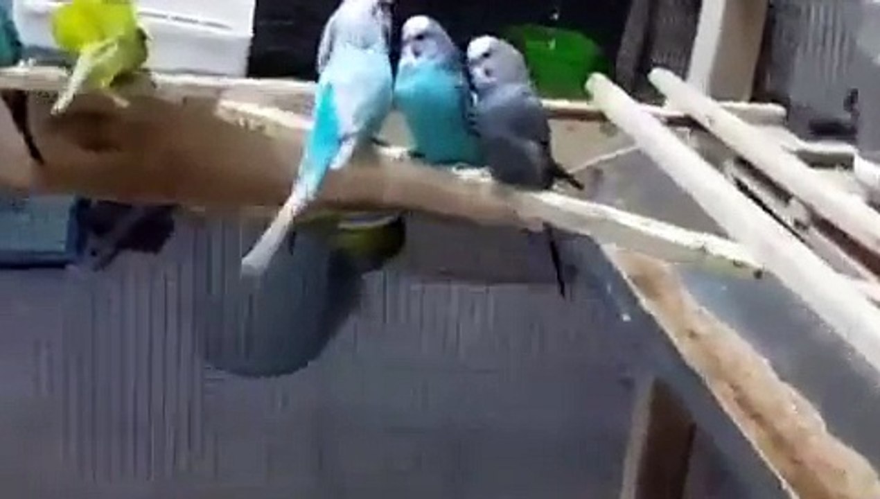 Erzurum Muhabbet Kuşu Salma Üretimhanesi