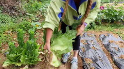 Korea's Urban Farmers Dream of Sustainable Cities