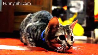 [Funny cat videos] Funny Cats Videos Knocking Things Over Compilation 2015