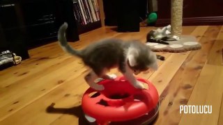 Funny Kitten   Funny Kitten Video Compilation Try Not to Laugh