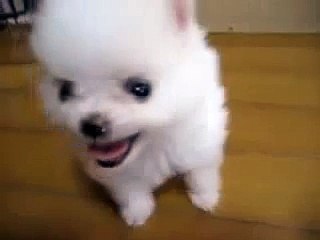Cute Pomeranian Puppy Looks Like A Cotton Ball